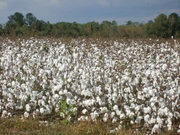 picture of an organic cotton field