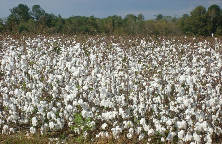picture of an organic cotton field